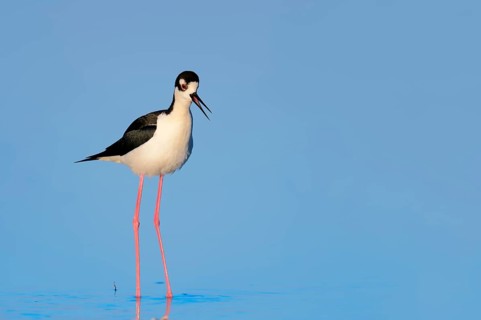 Black-necked Stilt (Himantopus mexicanus)