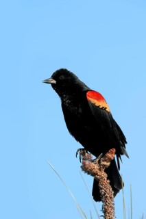 Red-winged Blackbird (Agelaius phoeniceus)