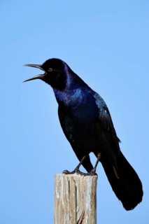 Boat-tailed Grackle (Quiscalus major)