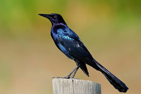 Boat-tailed Grackle (Quiscalus major)
