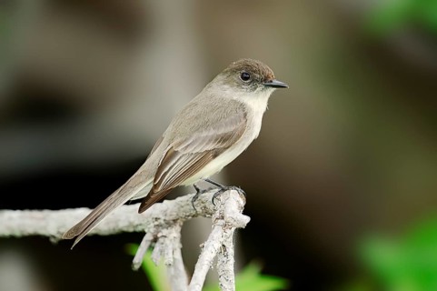 Eastern Phoebe (Sayornis phoebe)