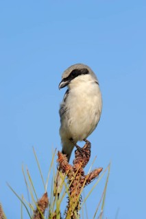 Loggerhead Shrike (Lanius ludovicianus)