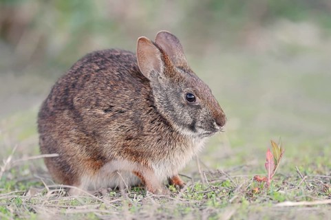 Marsh Rabbit (Sylvilagus palustris paludicola)
