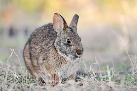 Marsh Rabbit (Sylvilagus palustris paludicola)