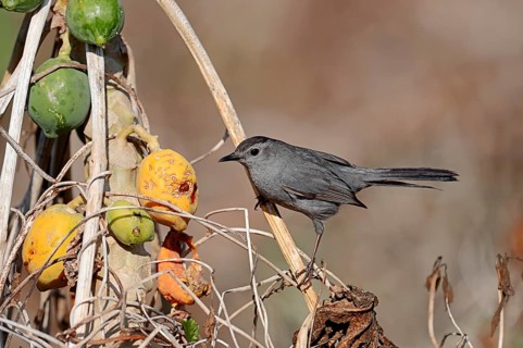 Gray Catbird (Dumetella carolinensis) on a Papaya or Pawpaw Tree (Carica papaya)