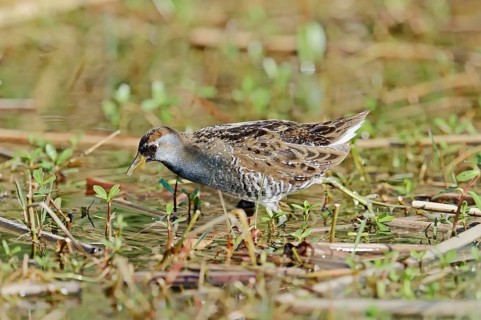 Sora Rail or Sora Crake (Porzana carolina)