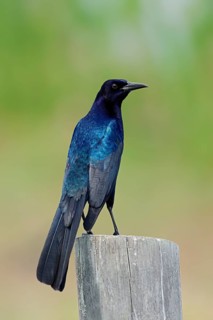 Boat-tailed Grackle (Quiscalus major)