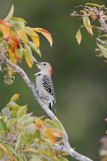 Red-bellied Woodpecker (Melanerpes carolinus)