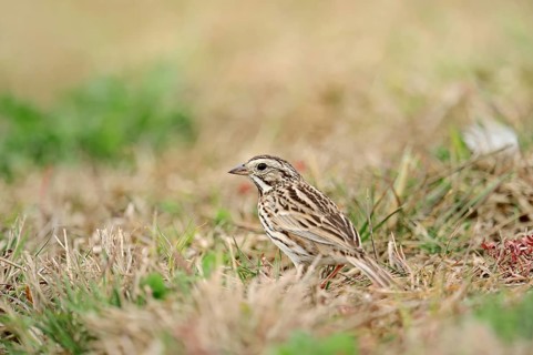 Savannah Sparrow (Passerculus sandwichensis) in the grass