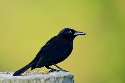 Common Grackle (Quiscalus quiscula)