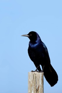 Boat-tailed Grackle (Quiscalus major)