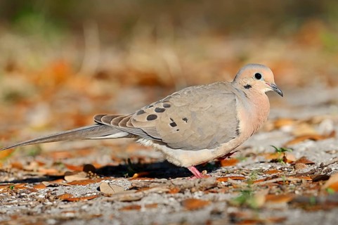 Mourning Dove (Zenaida macroura)