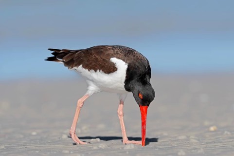 American Oystercatcher or American Pied Oystercatcher (Haematopus palliatus)