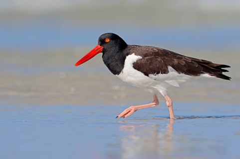 American Oystercatcher or American Pied Oystercatcher (Haematopus palliatus)