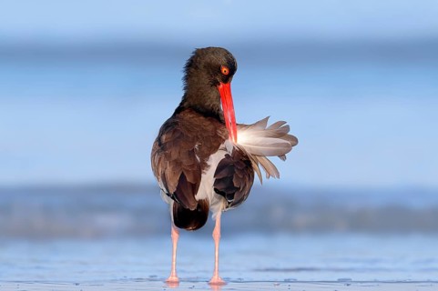 American Oystercatcher or American Pied Oystercatcher (Haematopus palliatus)