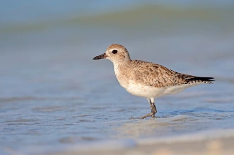 Grey Plover (Pluvialis squatarola) in winter plumage