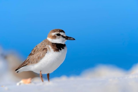 Wilson's Plover (Charadrius wilsonia)