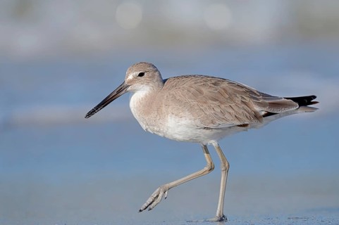 Willet (Tringa semipalmata