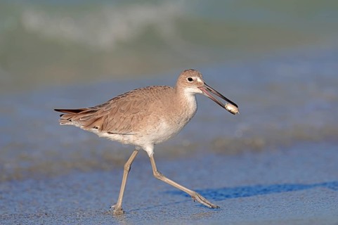 Willet (Tringa semipalmata