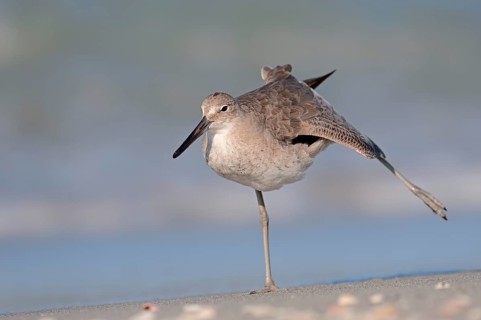 Willet (Tringa semipalmata