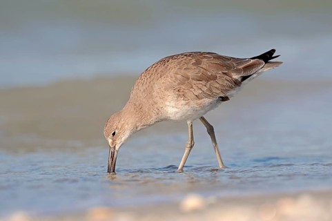 Willet (Tringa semipalmata