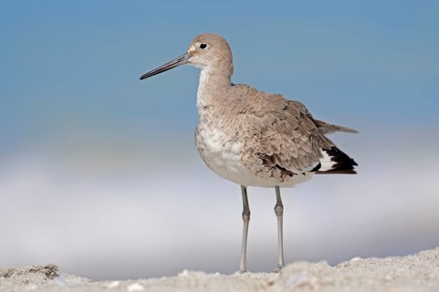 Willet (Tringa semipalmata