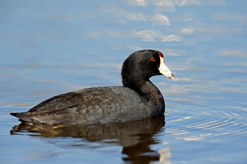 American Coot or Mud Hen (Fulica americana)