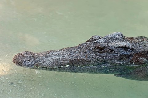 Siamese Crocodile (Crocodylus siamensis)