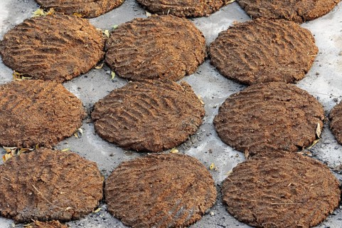 Cow dung laid out to dry for use as fuel