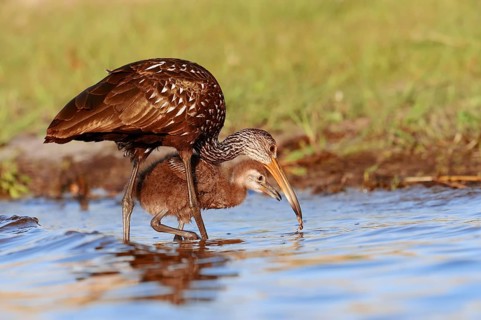 Limpkin (Aramus guarauna pictus) with a chick