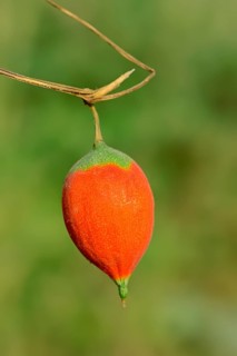 Gourd (Trichosanthes sp.)