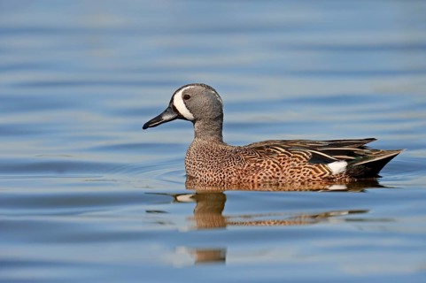 Blue-winged Teal (Anas discors)