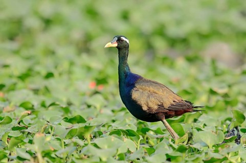 Bronze-winged Jacana (Metopidius indicus)