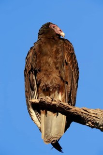 Turkey Vulture or Turkey Buzzard (Cathartes aura)