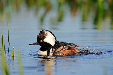 Hooded Merganser (Lophodytes cucullatus