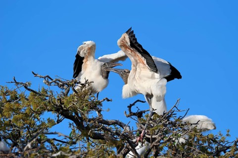 Wood Storks (Mycteria americana) quarraling