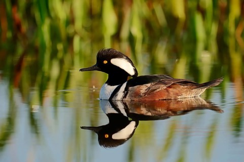 Hooded Merganser (Lophodytes cucullatus
