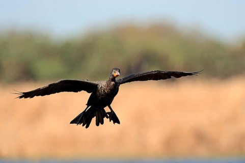 Double-crested Cormorant (Phalacrocorax auritus)
