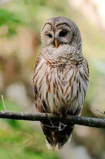Barred Owl (Strix varia)