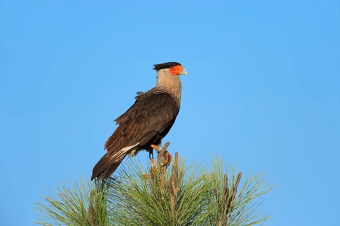 Southern Crested Caracara or Carancho (Polyborus plancus)