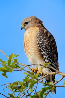 Red-shouldered Hawk (Buteo lineatus)