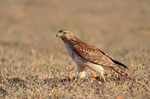 Red-shouldered Hawk (Buteo lineatus)