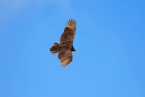 Turkey Vulture or Turkey Buzzard (Cathartes aura) in flight