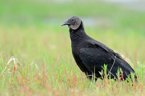 Black Vulture (Coragyps atratus)