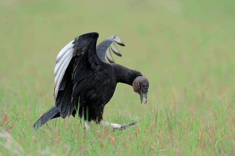 Black Vulture (Coragyps atratus)
