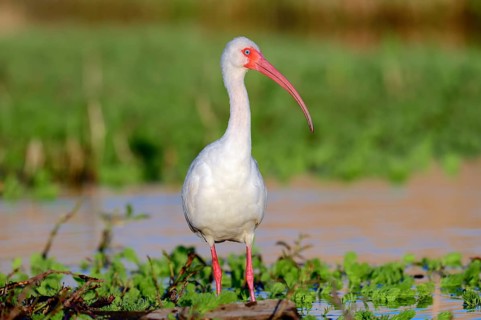 American White Ibis (Eudocimus albus)