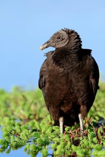 Black Vulture (Coragyps atratus)