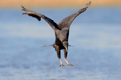 Black Vulture (Coragyps atratus) landing