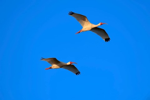 Two American White Ibis (Eudocimus albus) in flight