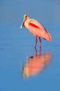 Roseate Spoonbill (Ajaja ajaja